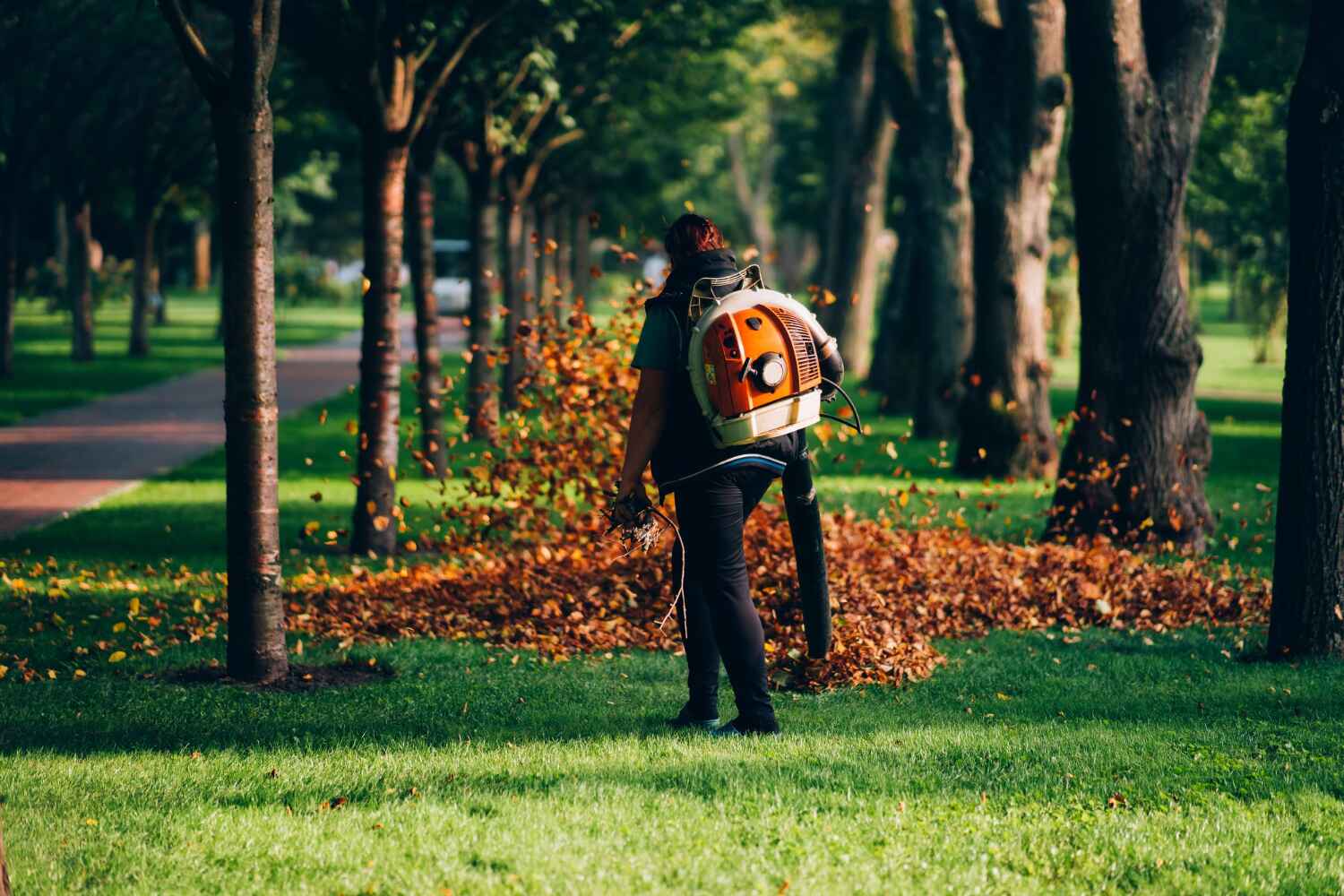 The Steps Involved in Our Tree Care Process in Cherokee Village, AR